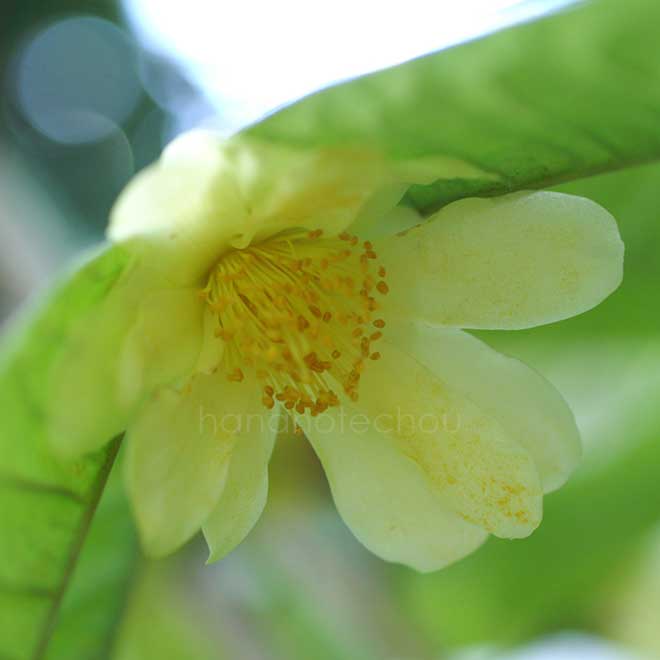 椿 クエフォンエンシス
｜花の手帖の椿図鑑