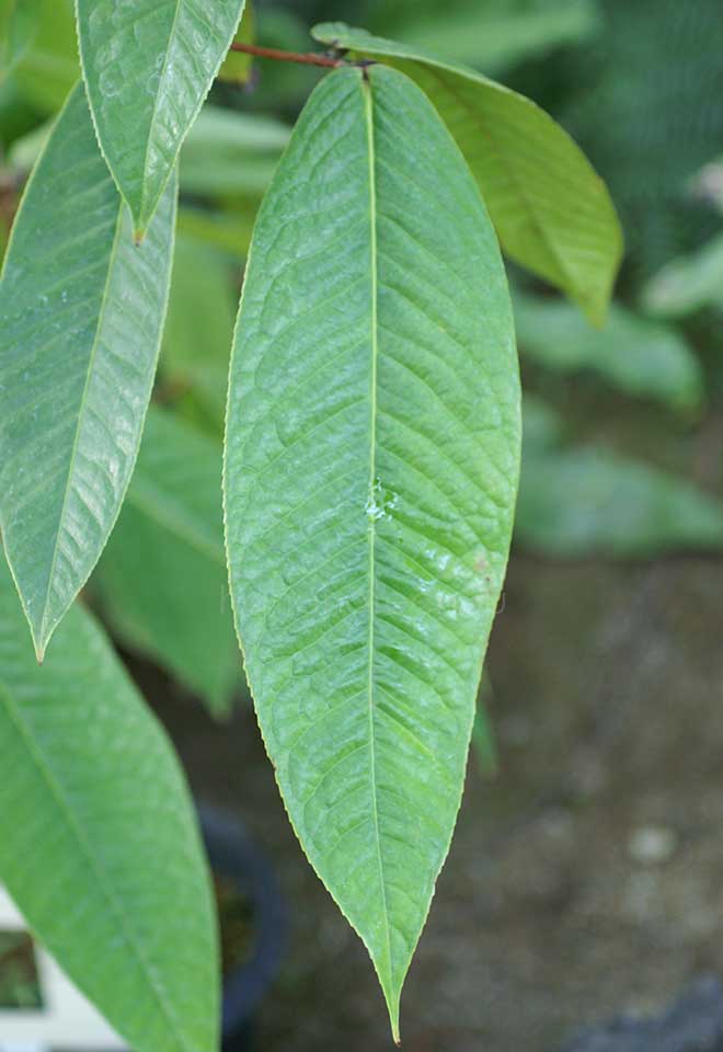 椿 クエフォンエンシス
｜花の手帖の椿図鑑