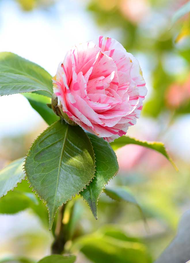 椿 桜葉源氏｜花の手帖の椿図鑑