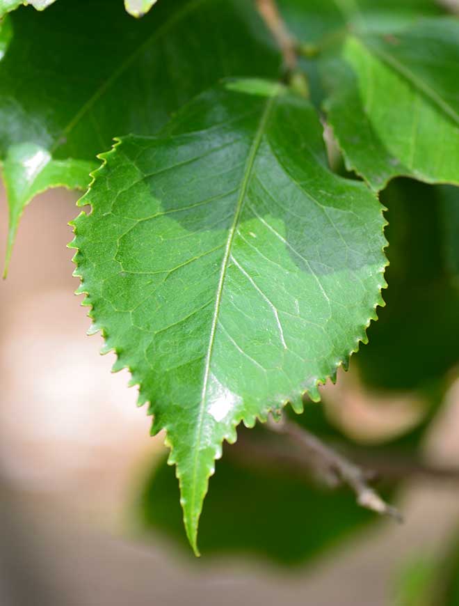 椿 桜葉源氏｜花の手帖の椿図鑑