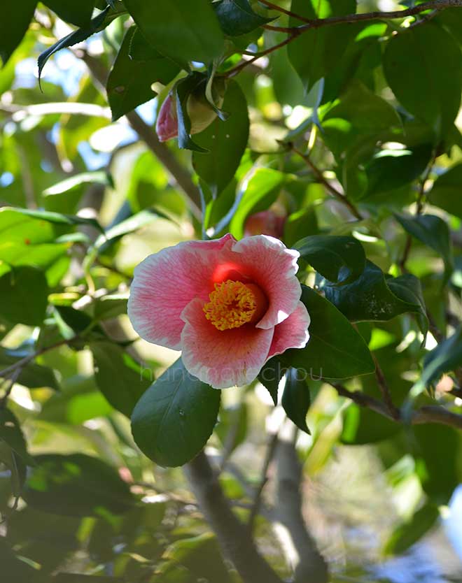 椿 参平椿｜花の手帖の椿図鑑