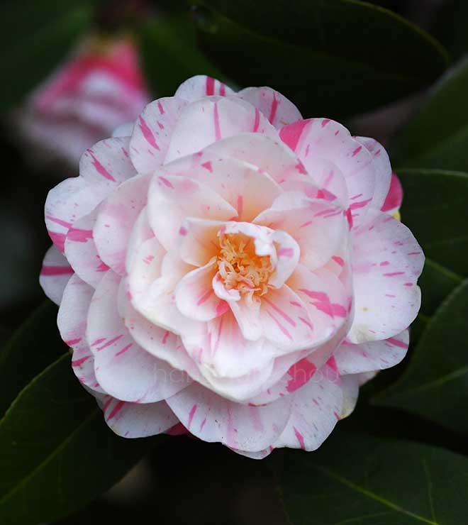 椿 絞万葉｜花の手帖の椿図鑑