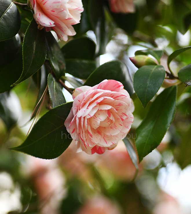 椿 絞万葉｜花の手帖の椿図鑑