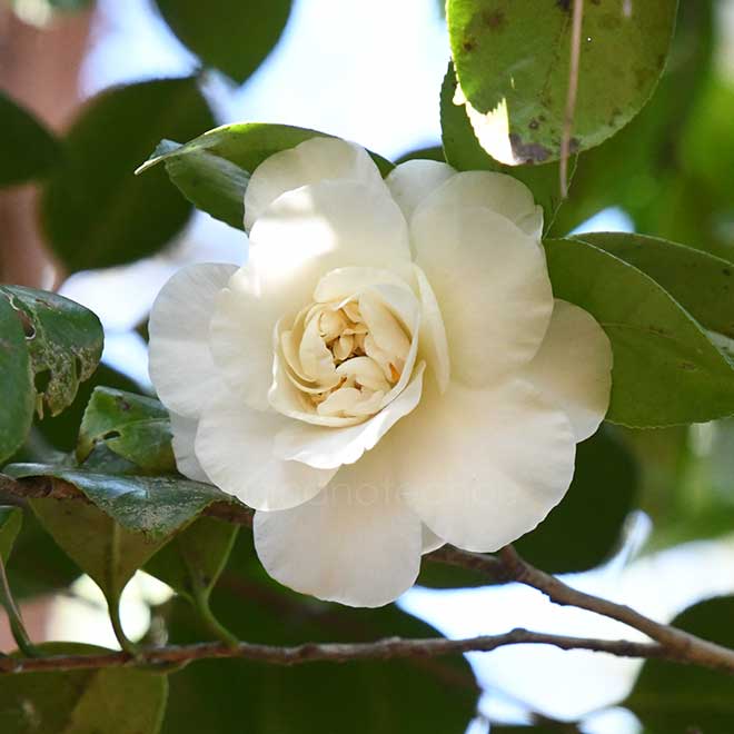 椿 白拍子｜花の手帖の椿図鑑