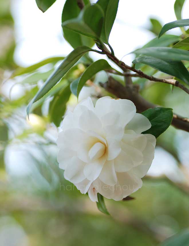 椿 白菊｜花の手帖の椿図鑑