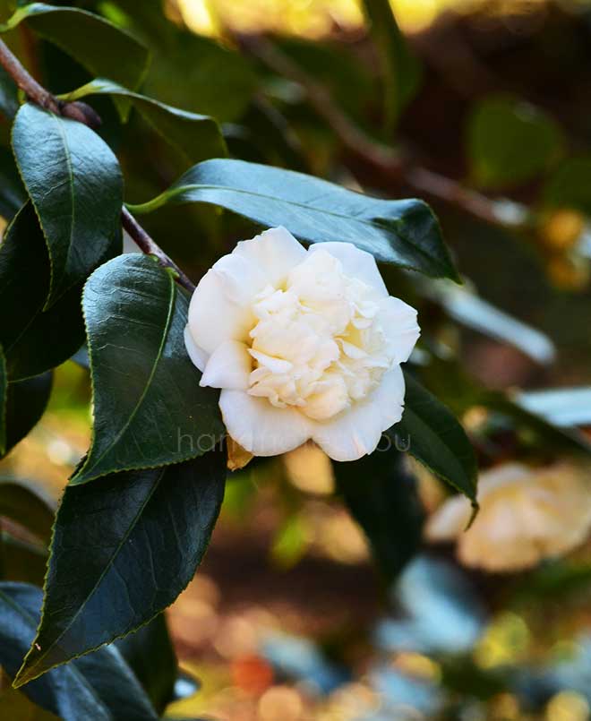 椿 白唐子｜花の手帖の椿図鑑