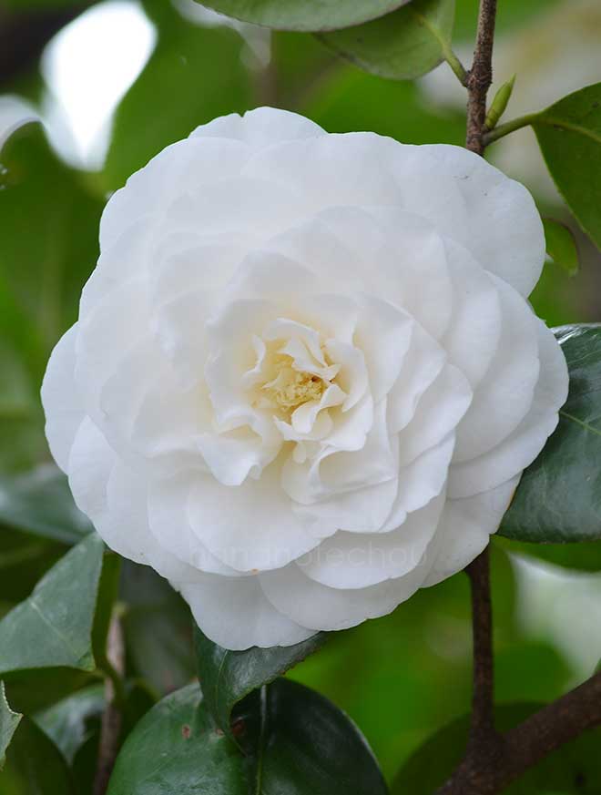 椿 白角倉｜花の手帖の椿図鑑