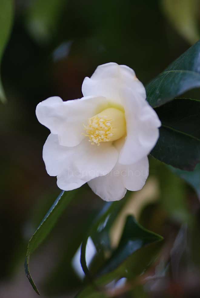 椿 白侘助｜花の手帖の椿図鑑