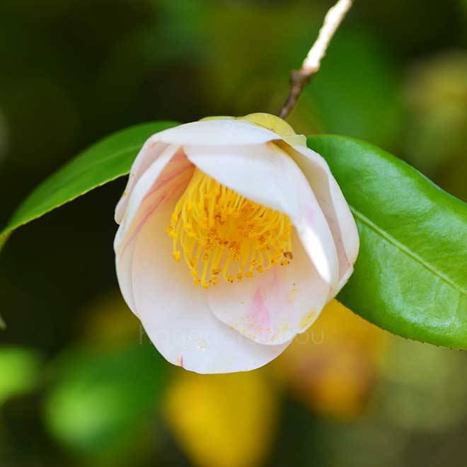 椿 春光寺｜花の手帖の椿図鑑