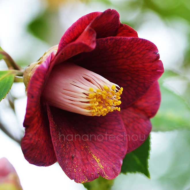 椿 紫紺椿｜花の手帖のツバキ図鑑