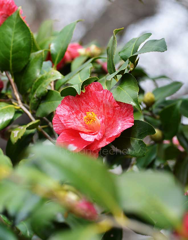 椿 草紙洗｜花の手帖の椿図鑑