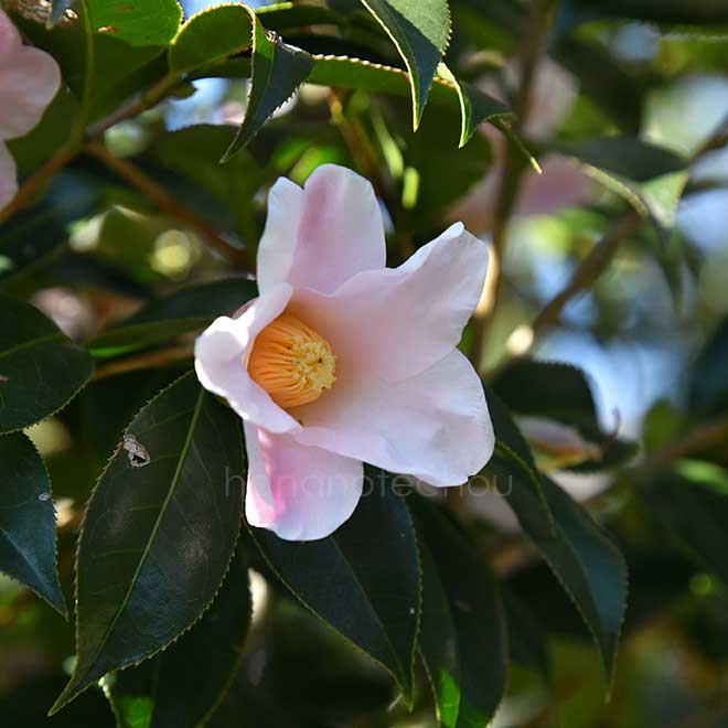 椿 数寄屋｜花の手帖の椿図鑑