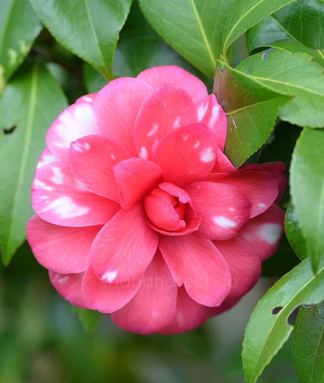 椿 隅田川｜花の手帖の椿図鑑