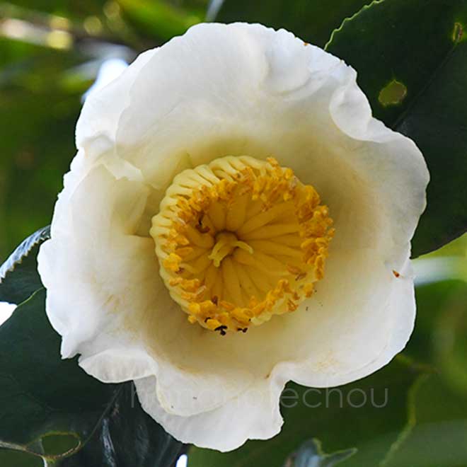 椿 麿墨｜花の手帖のツバキ図鑑