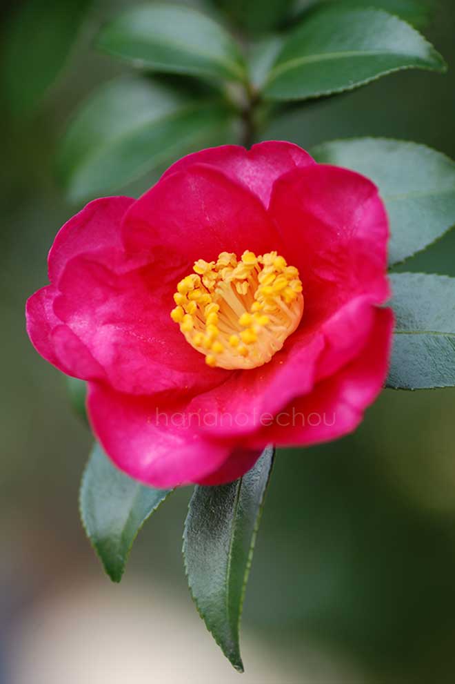 椿 ｜花の手帖の椿図鑑