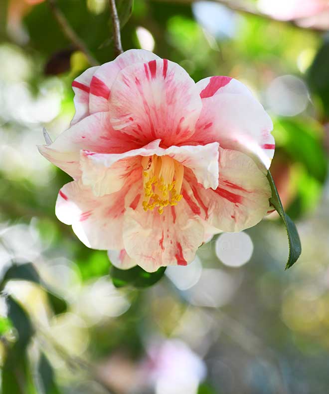 椿 宝合｜花の手帖の椿図鑑