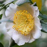 椿 高砂｜花の手帖のツバキ図鑑