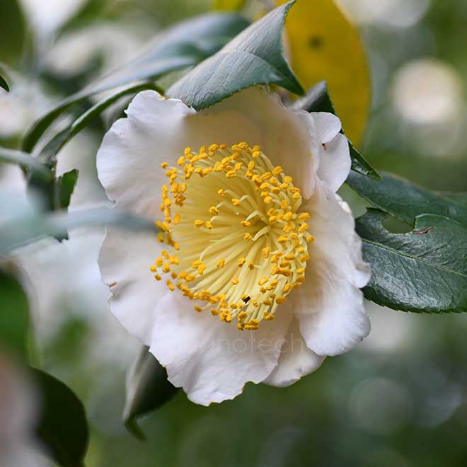 椿 高砂｜花の手帖の椿図鑑