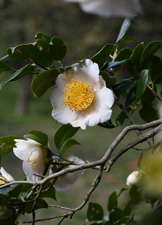 椿 高砂｜花の手帖の椿図鑑