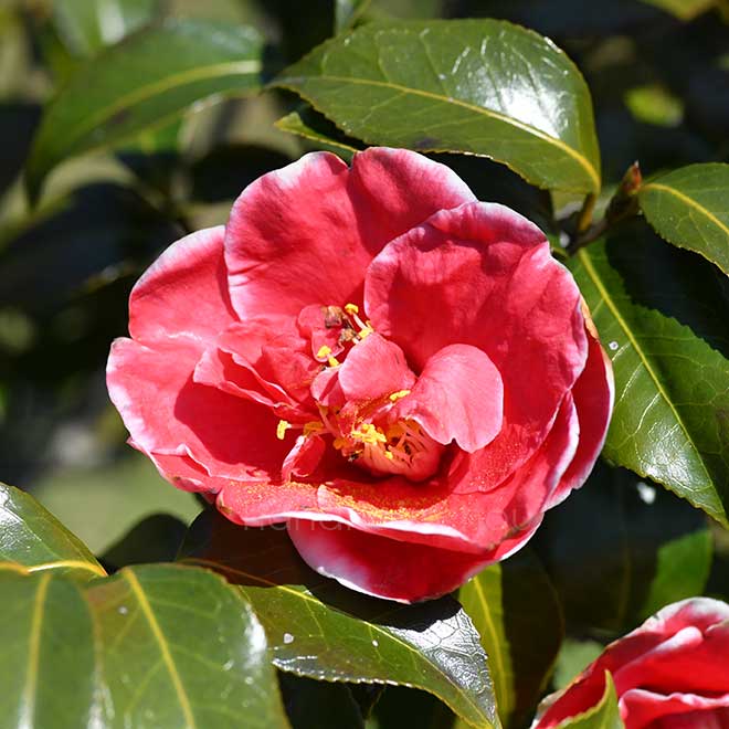 椿 玉ありあけ｜花の手帖の椿図鑑