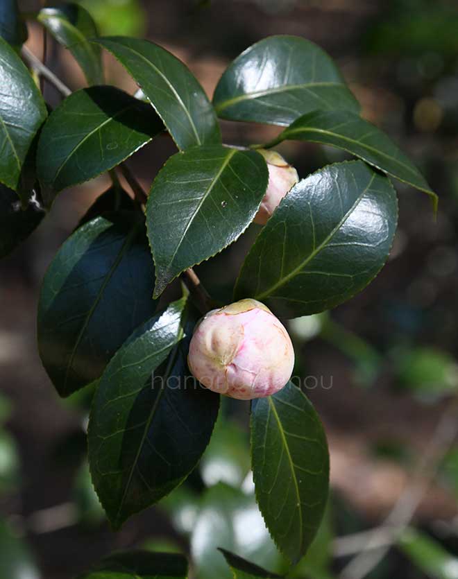椿 玉霞｜花の手帖の椿図鑑