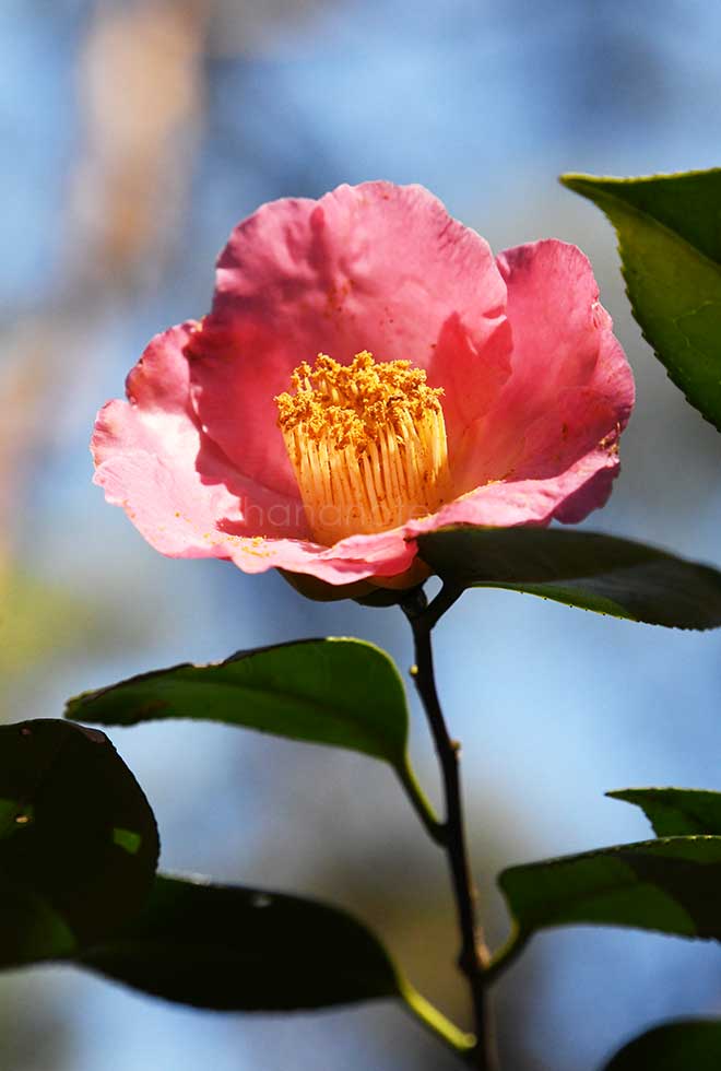 椿 珠錨｜花の手帖の椿図鑑