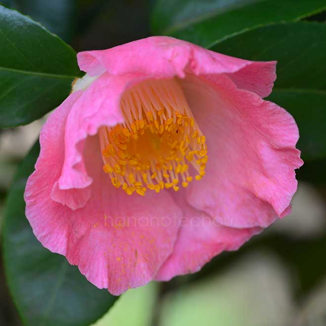 椿 珠錨｜花の手帖の椿図鑑