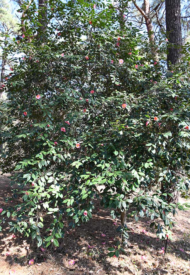 椿 珠錨｜花の手帖の椿図鑑