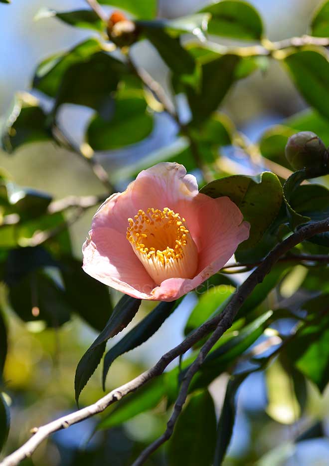 椿 太郎庵｜花の手帖の椿図鑑