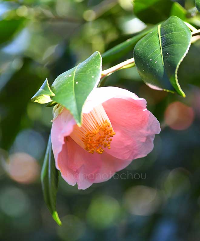 椿 太郎庵｜花の手帖の椿図鑑