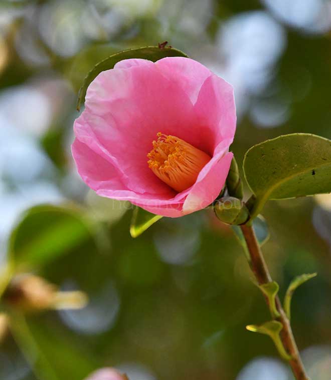 椿 太郎冠者｜花の手帖の椿図鑑