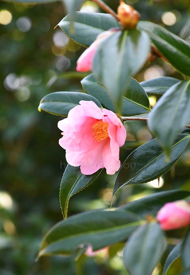 椿 太郎冠者｜花の手帖の椿図鑑