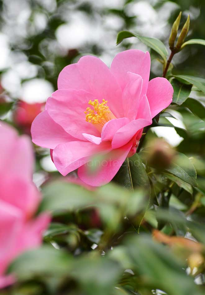 椿 テイエンテイホス｜花の手帖の椿図鑑