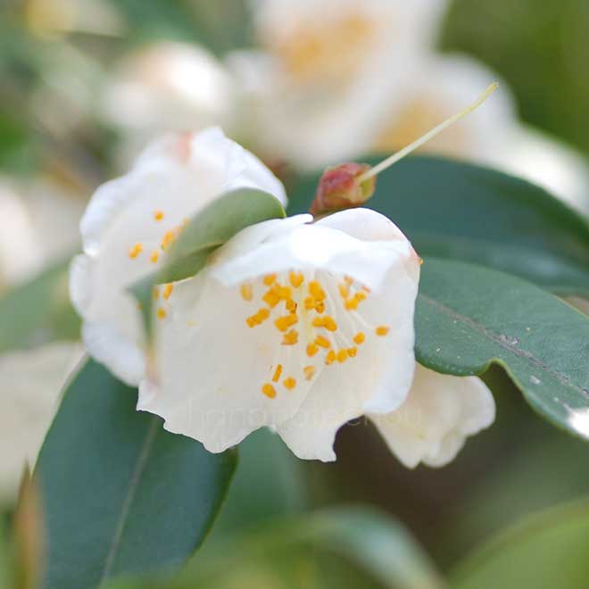 椿 尖葉椿｜花の手帖の椿図鑑