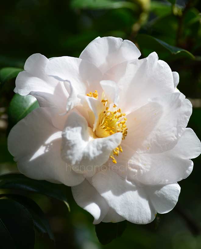 椿 ｜花の手帖の椿図鑑