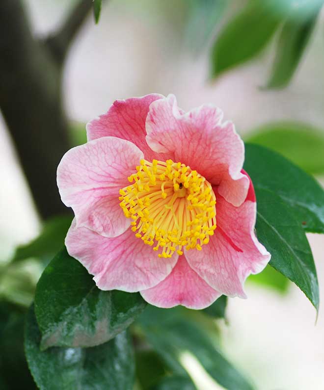 椿 坪井の春｜花の手帖の椿図鑑