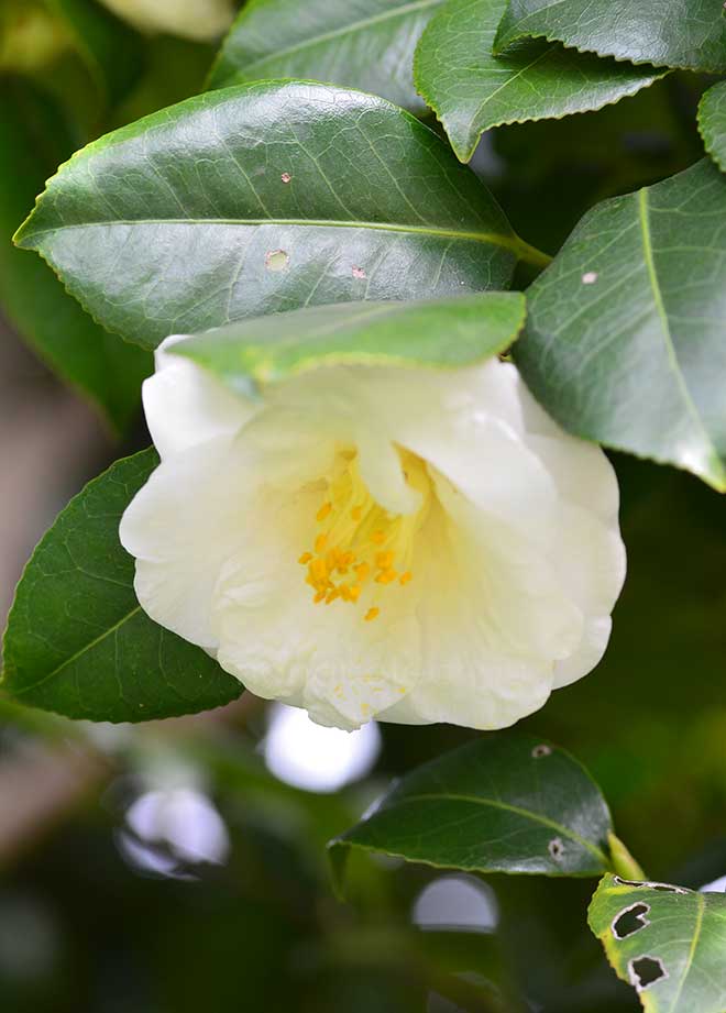 椿 月の都｜花の手帖の椿図鑑