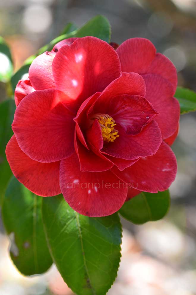 椿 釣篝｜花の手帖の椿図鑑