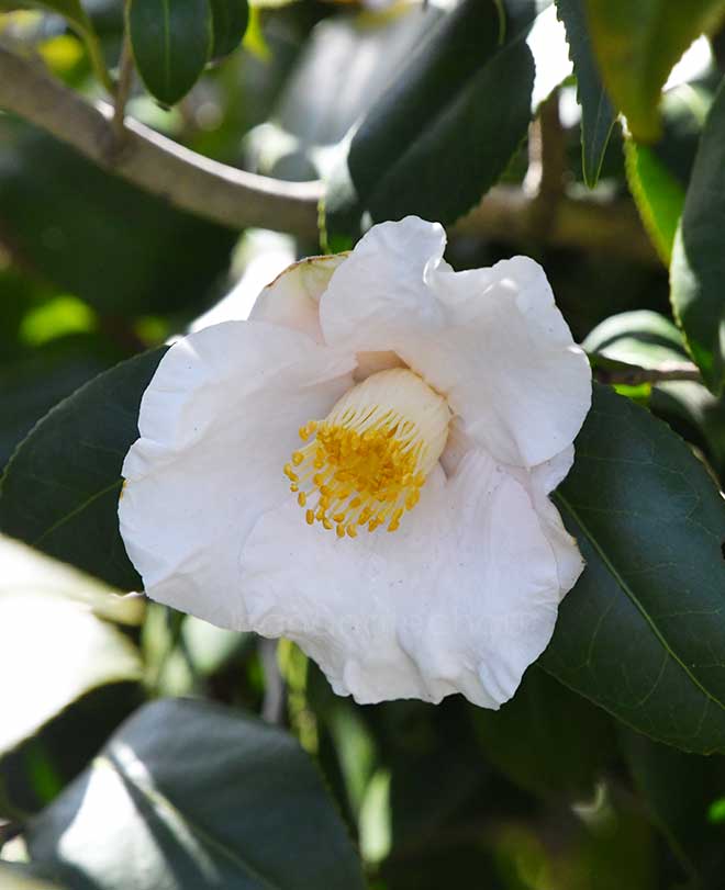 椿 月見車｜花の手帖の椿図鑑