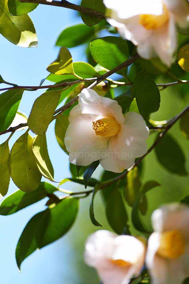 椿 月見車｜花の手帖の椿図鑑