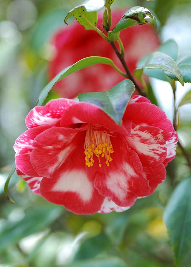 椿 ビル ド ナンテ｜花の手帖の椿図鑑