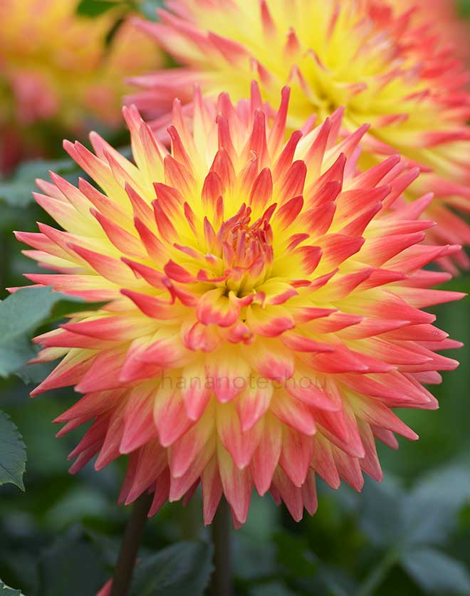 ダリア 新天｜花の手帖のダリア図鑑