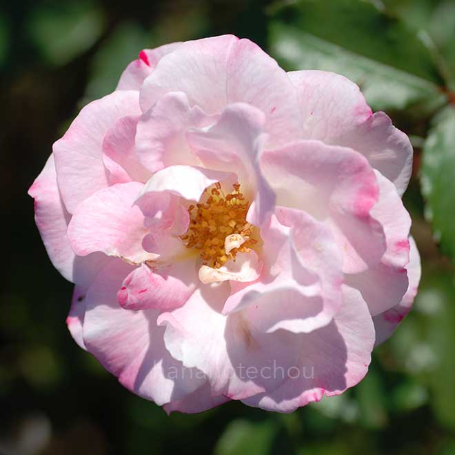 バラ アビゲイル｜花の手帖の薔薇図鑑