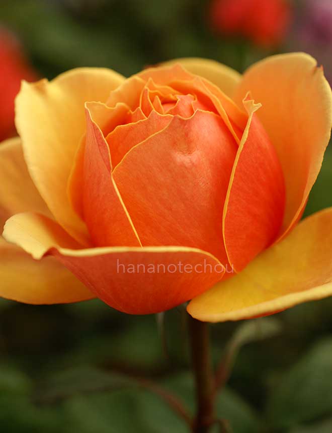 バラ アバウト フェイス｜花の手帖の薔薇図鑑