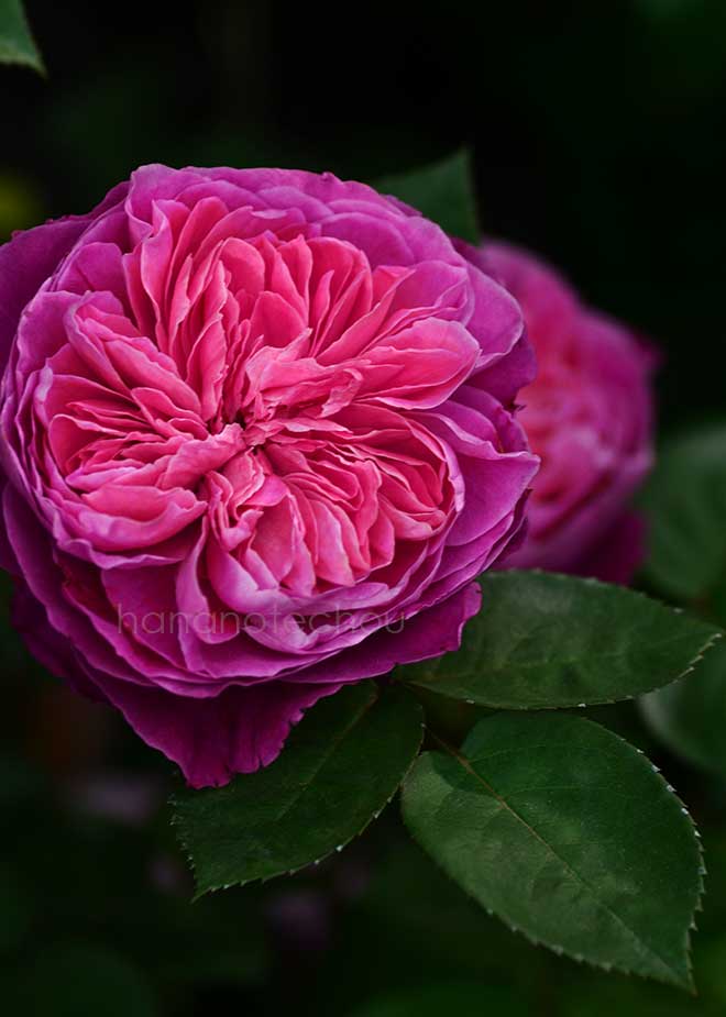 バラ アカデミア｜花の手帖の薔薇図鑑