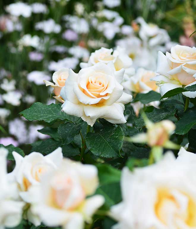 バラ ｜花の手帖の薔薇図鑑