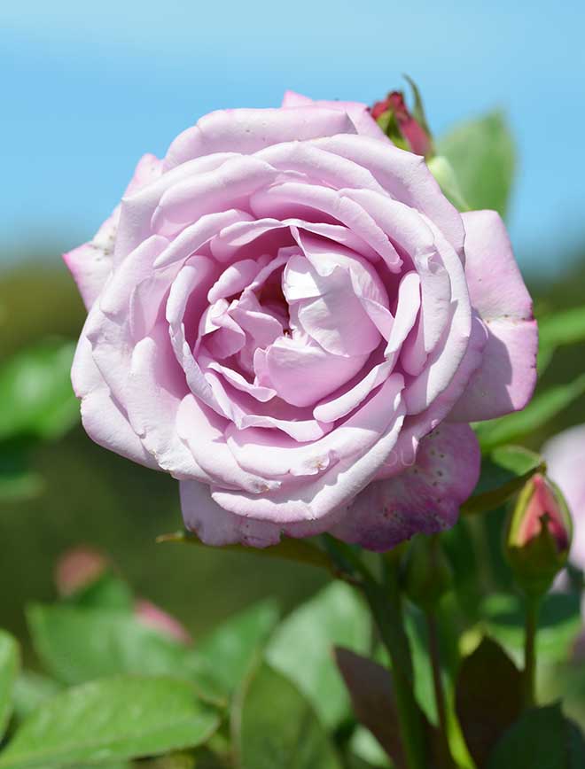 バラ アフリカ スター｜花の手帖の薔薇図鑑