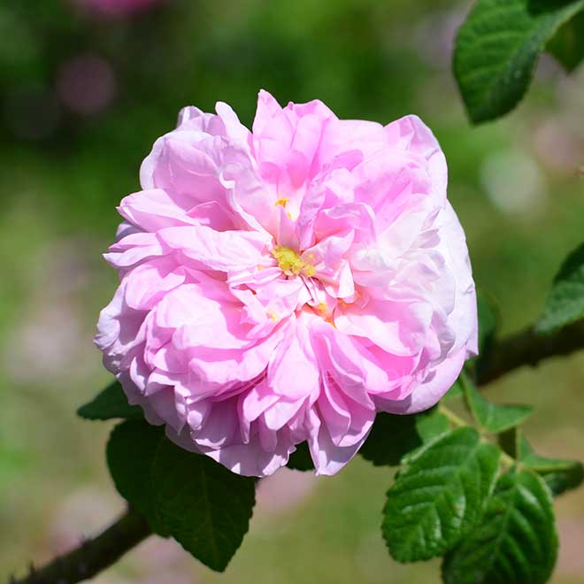 バラ アガサ インカルナータ|花の手帖の薔薇図鑑
