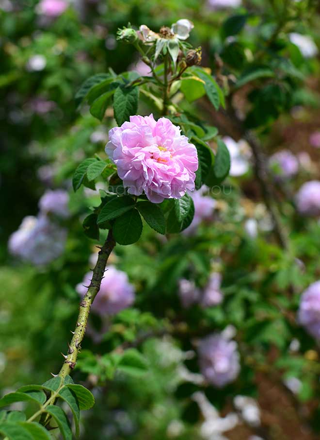 バラ アガサ インカルナータ|花の手帖の薔薇図鑑