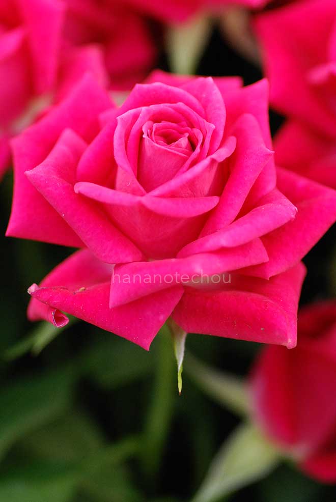 バラ アリシア|花の手帖の薔薇図鑑